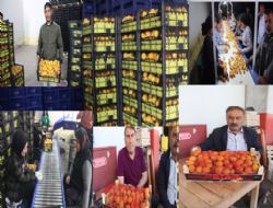 Kayısı ihracatı bu yıl 100 bin ton olması bekleniyor